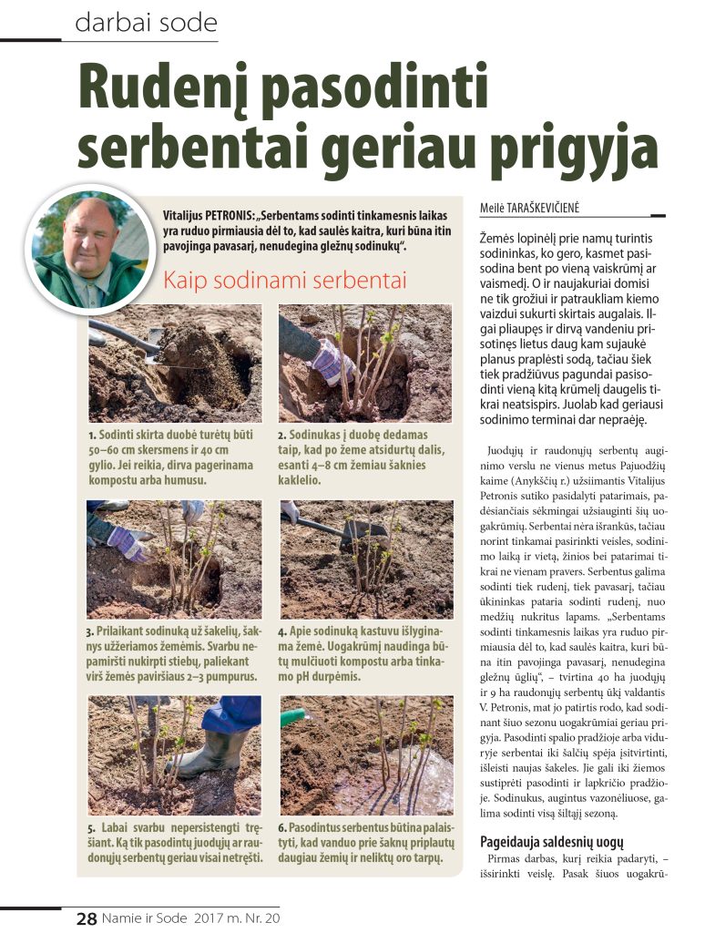 Rudenį pasodinti serbentai geriau prigyja