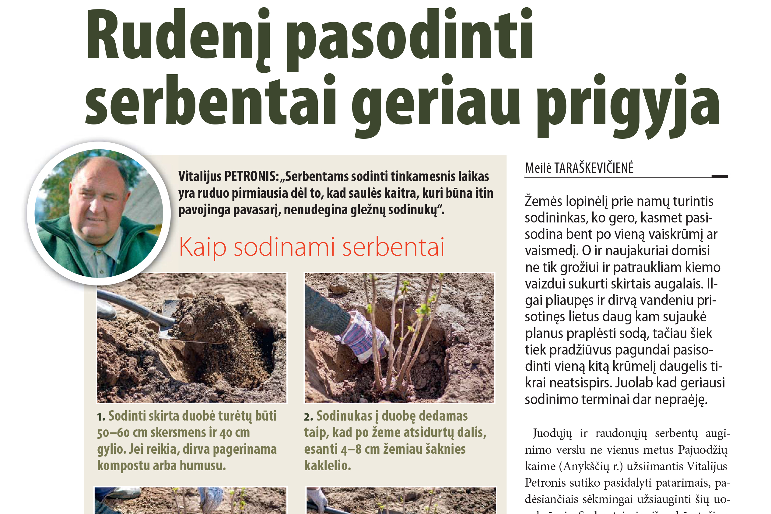 Rudenį pasodinti serbentai geriau prigyja
