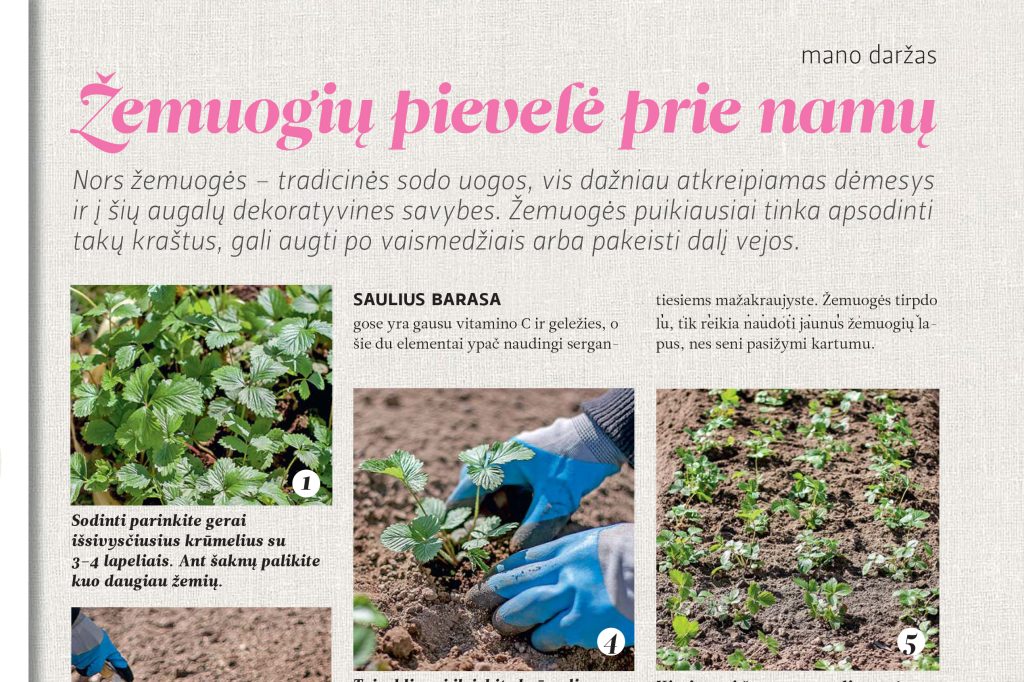 Žemuogių pievelė prie namų