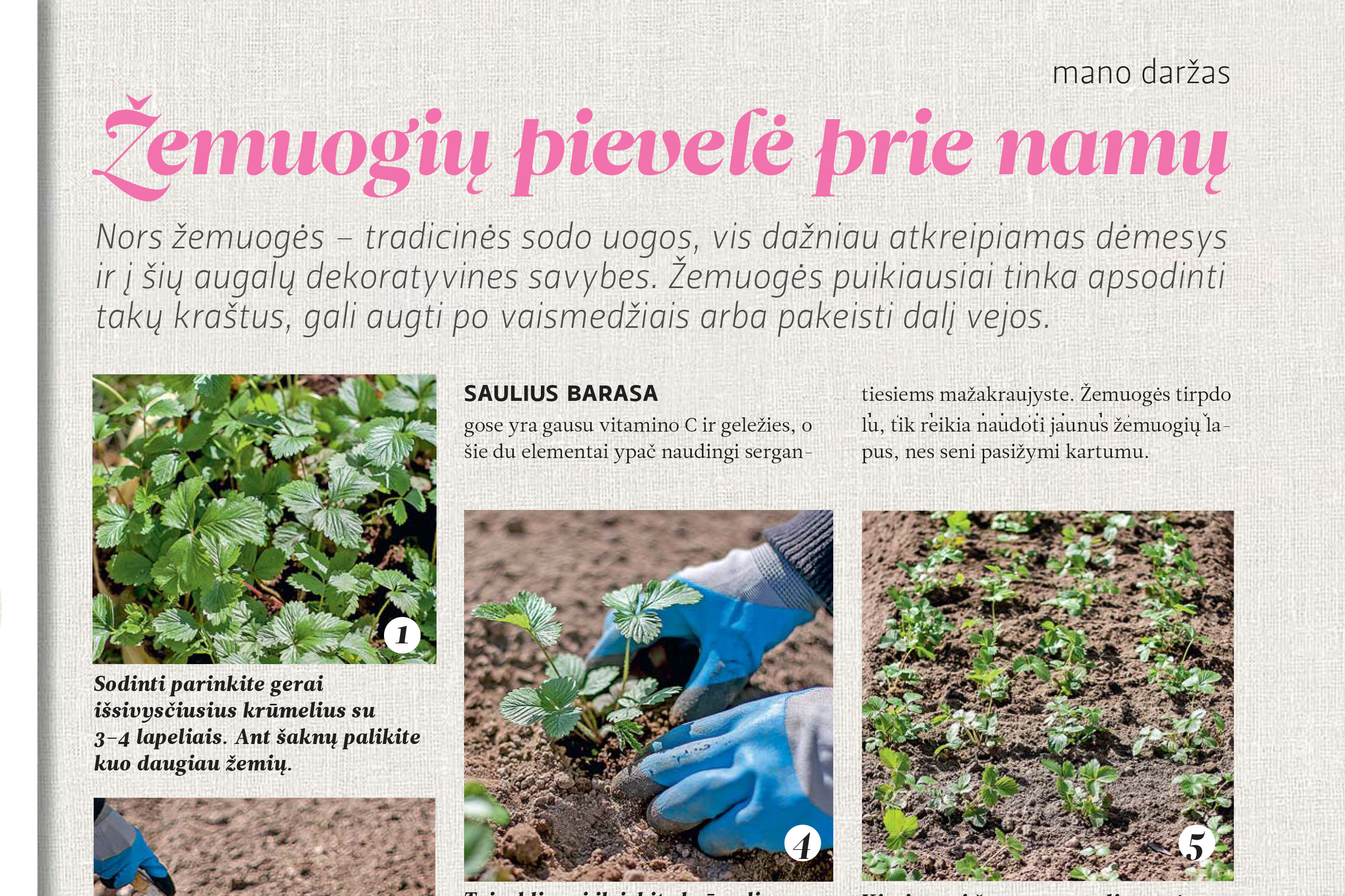 Žemuogių pievelė prie namų
